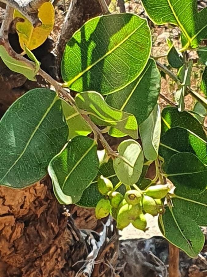 Syzygium guineense