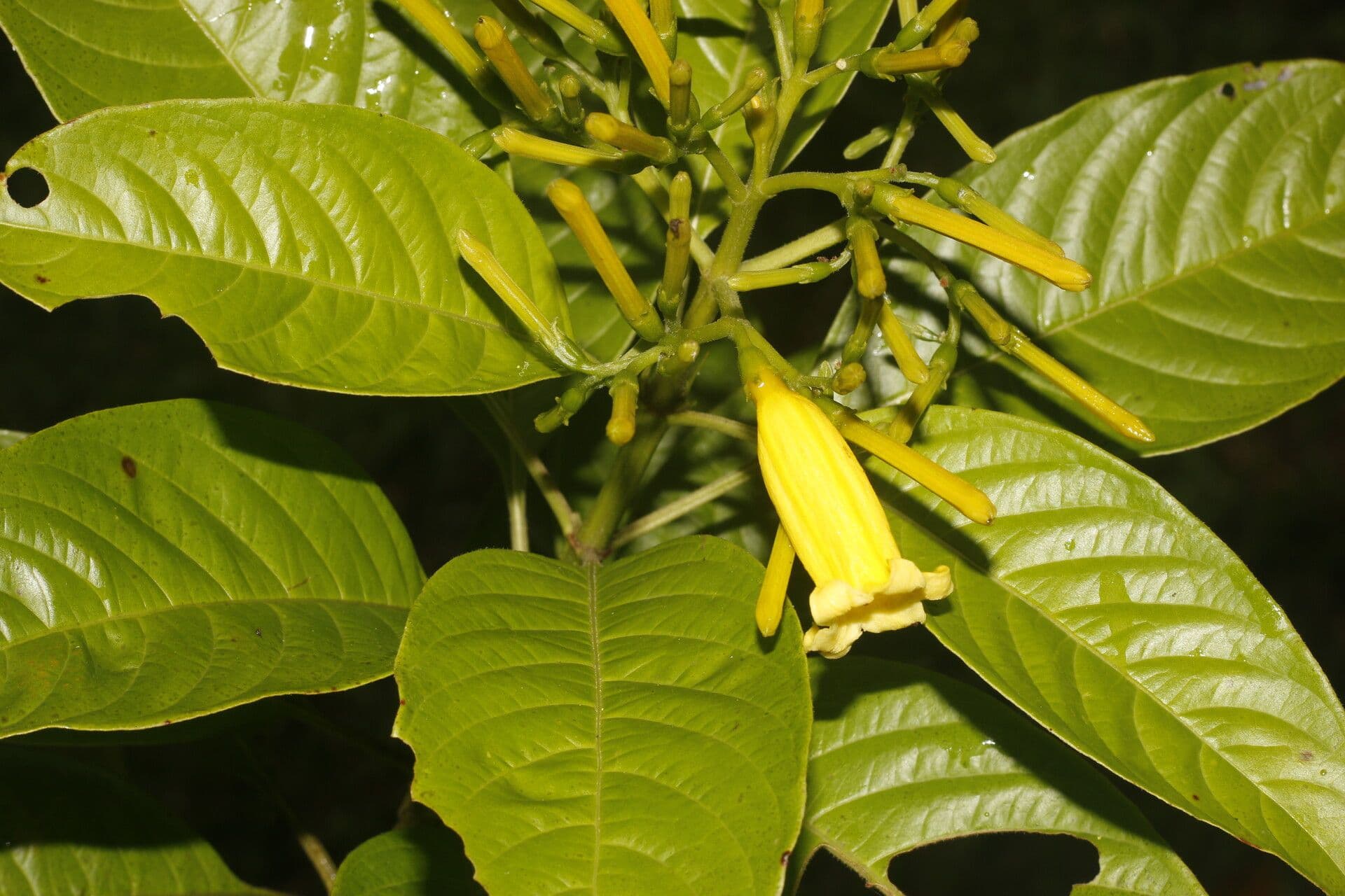 Hamelia 2