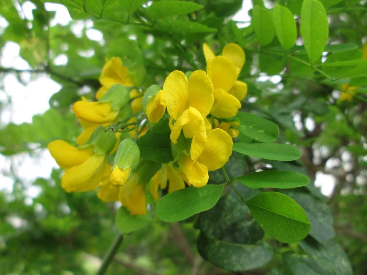 Calpurnia aurea 6
