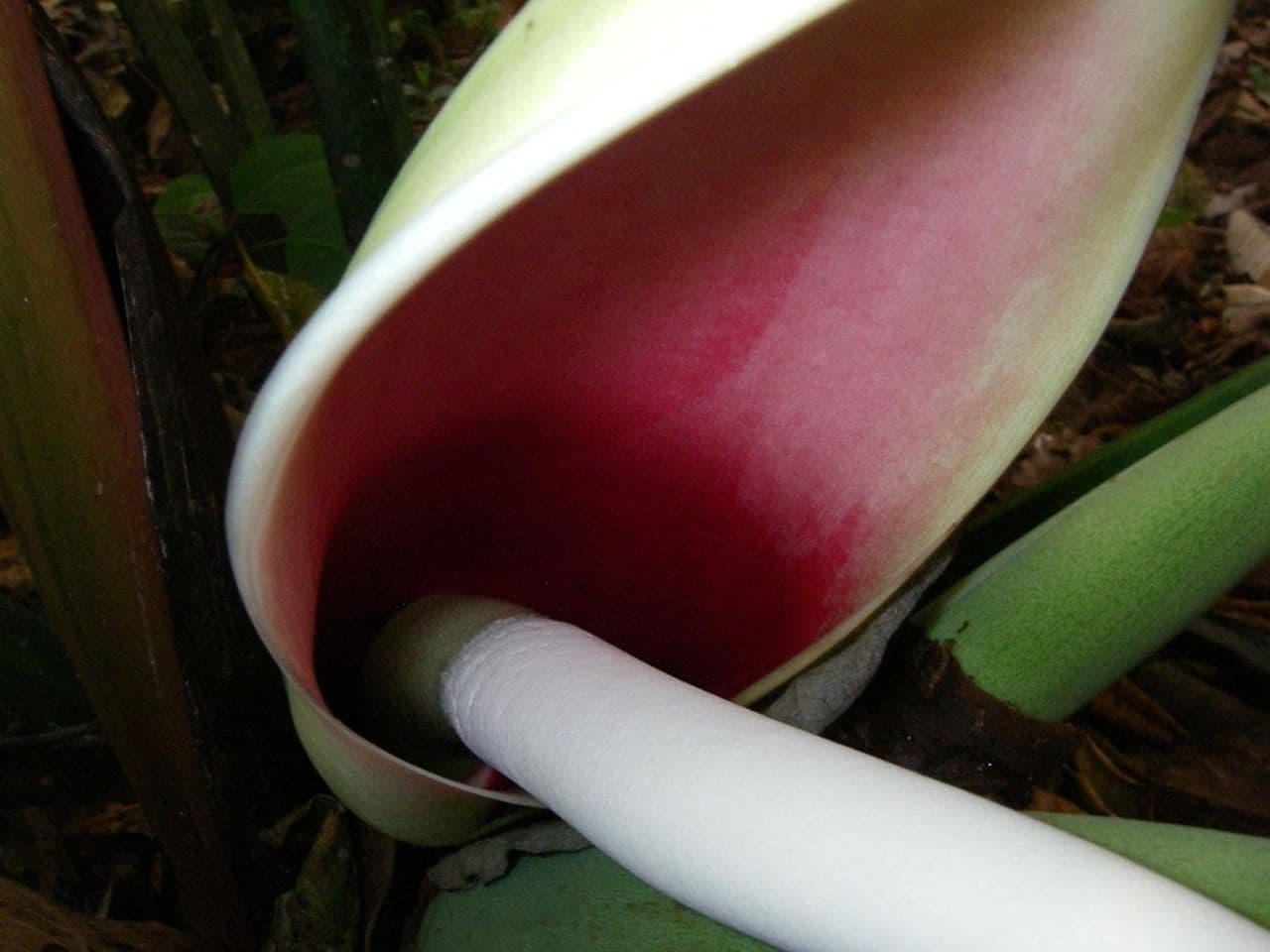 Philodendron