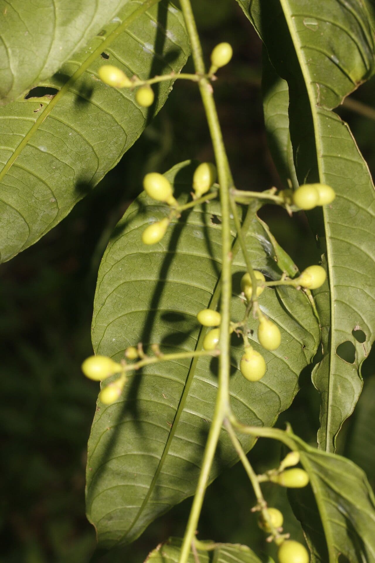 Cestrum strapcovité 3