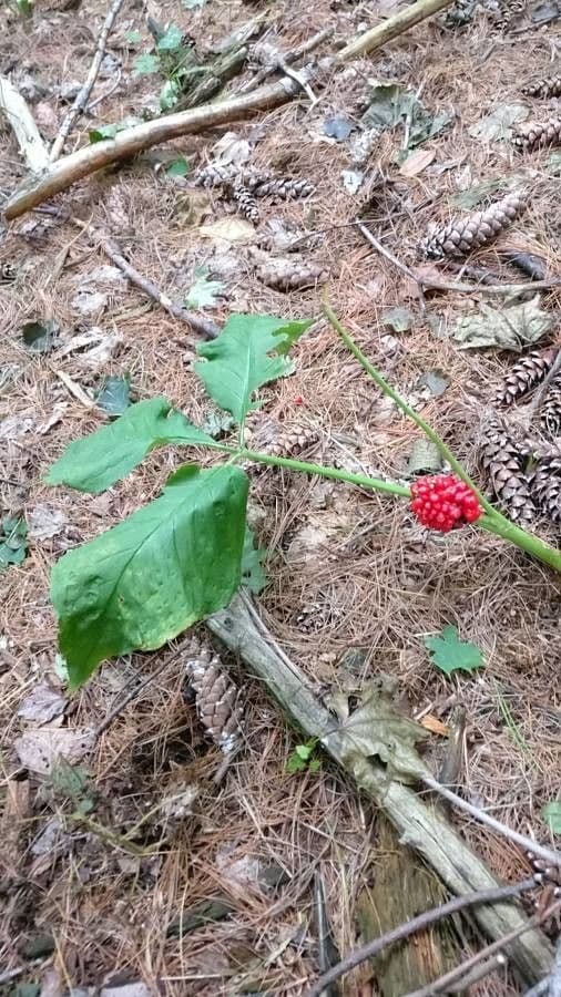 Arisema trójlistna 4