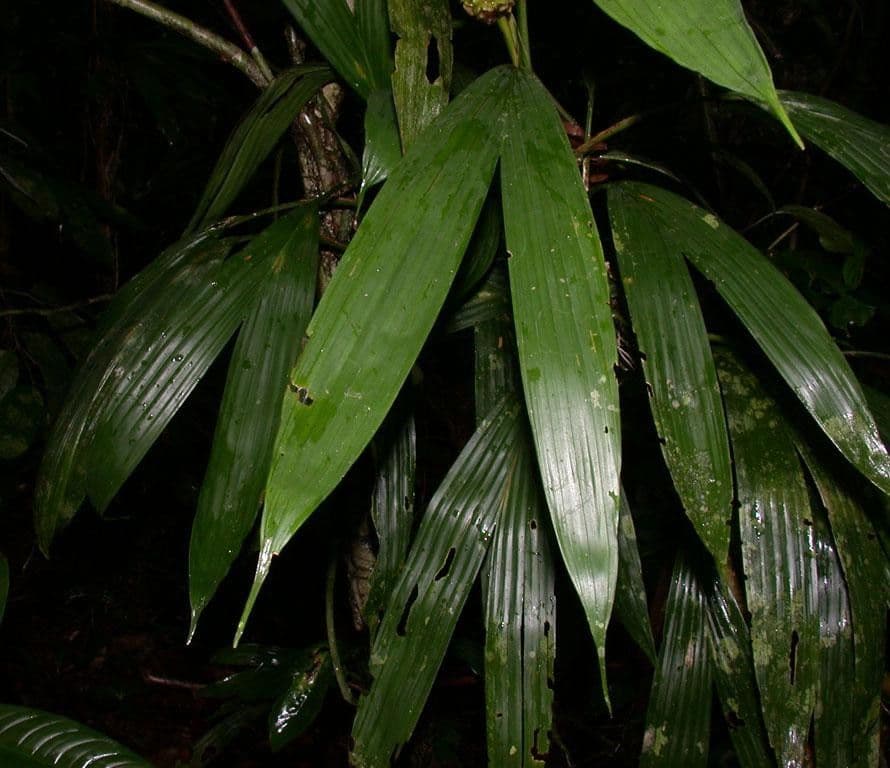 Evodianthus 10