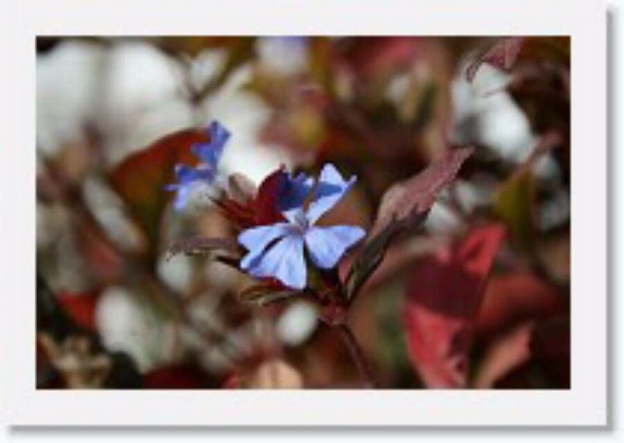 Ceratostigma 7