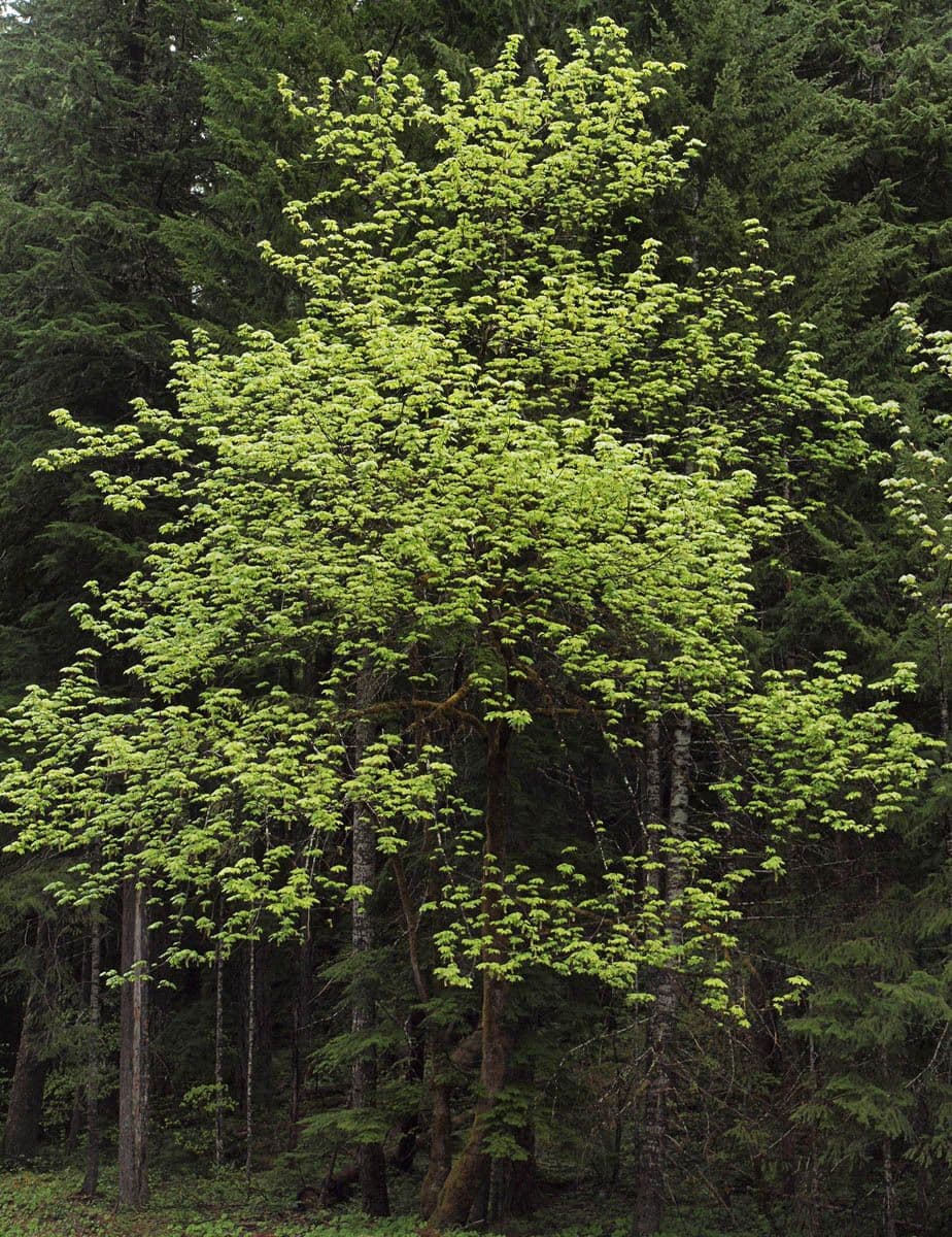 Oregon-Ahorn 11