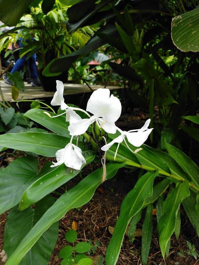 Hedychium coronarium 9