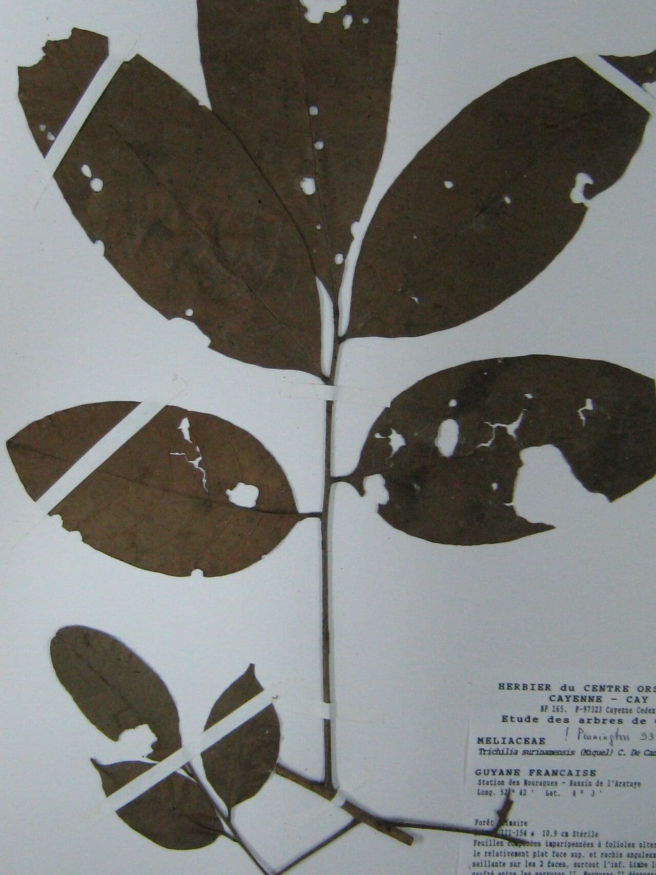 Trichilia 8