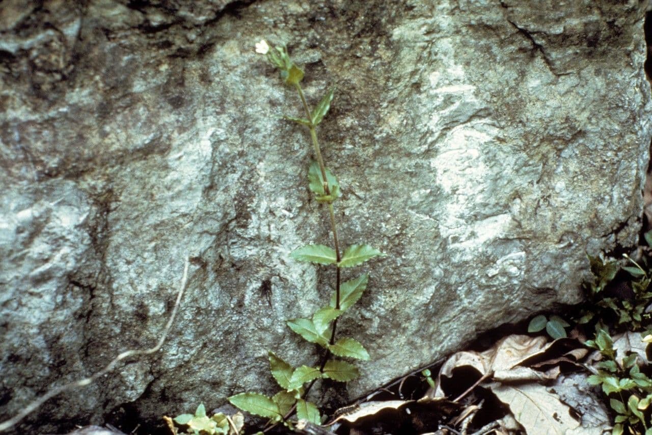 Stellaria pubescente 16