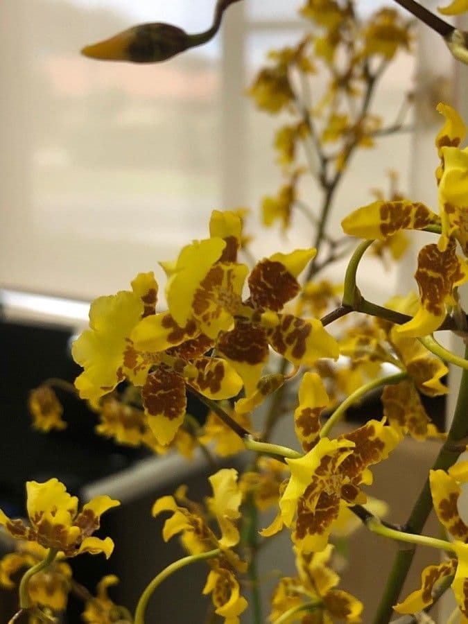 Wydler's dancing-lady orchid 3