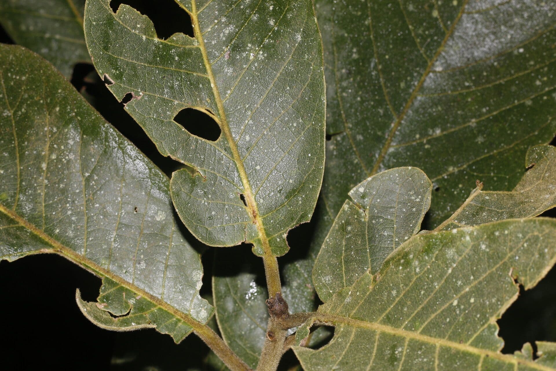 Ocotea 2