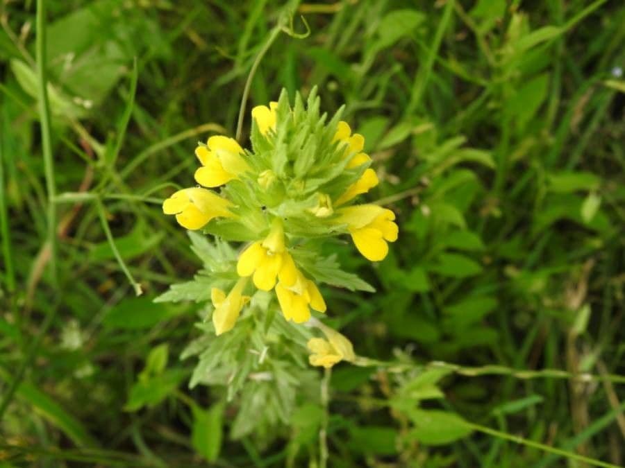 Speronella viscosa 10