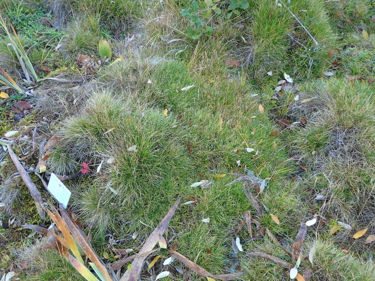 Festuca gautieri 10