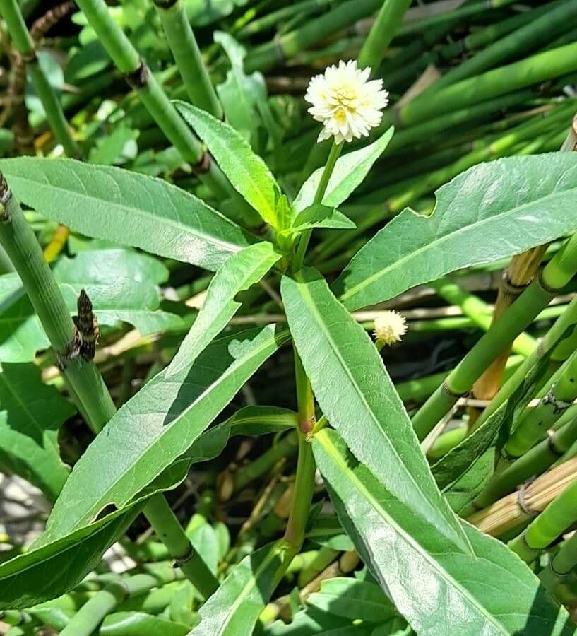 Erba alligatore 10