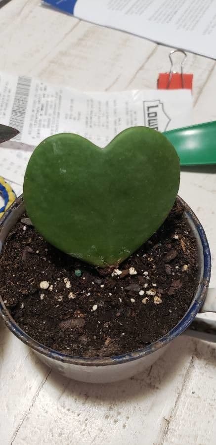 Hoya