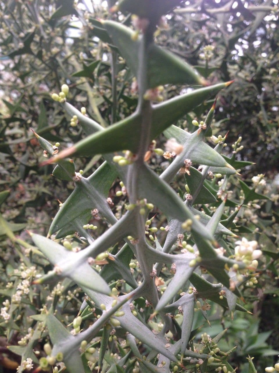 Colletia 17