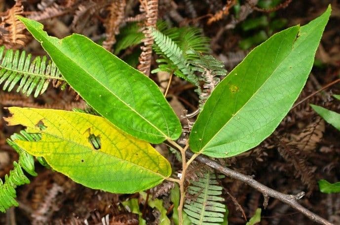 Commersonia bartramia 16
