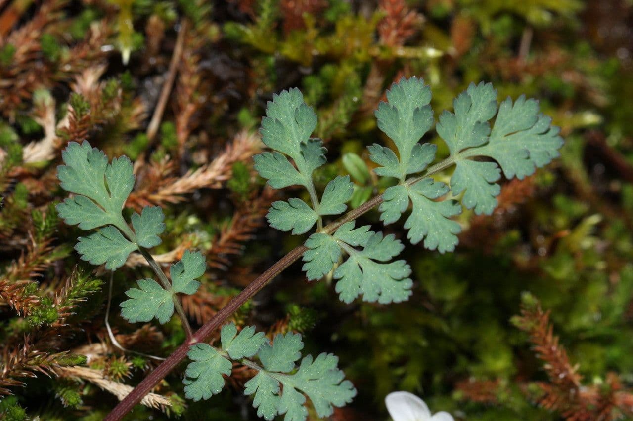 Lomatium 13