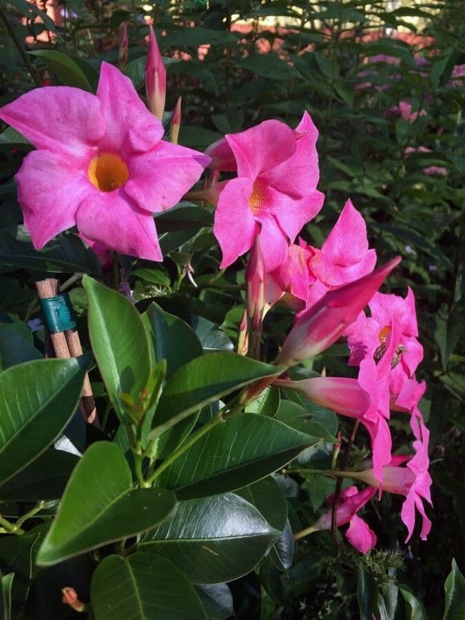 Chilenischer Jasmin 11