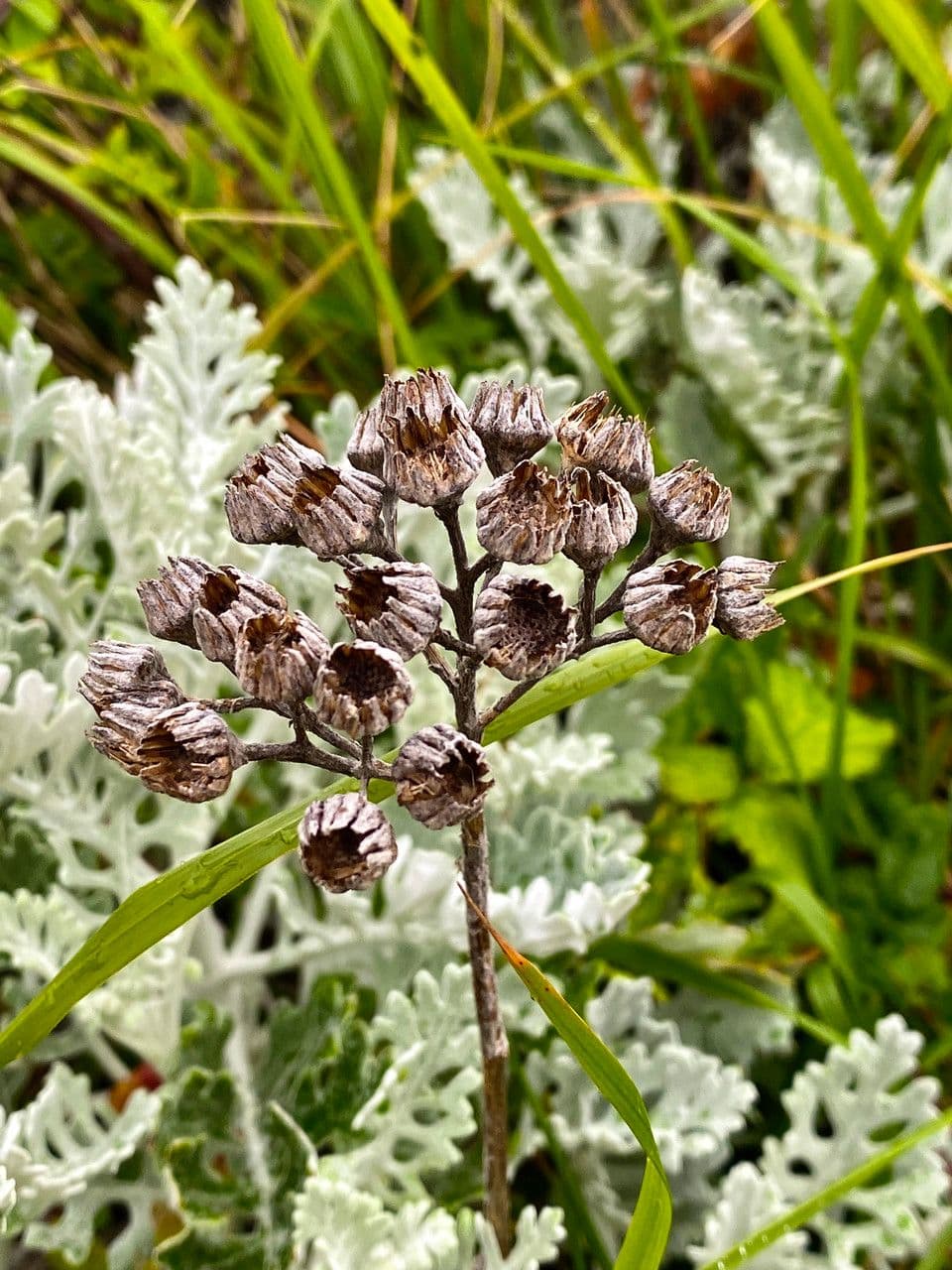 Senecio leucofillo 10