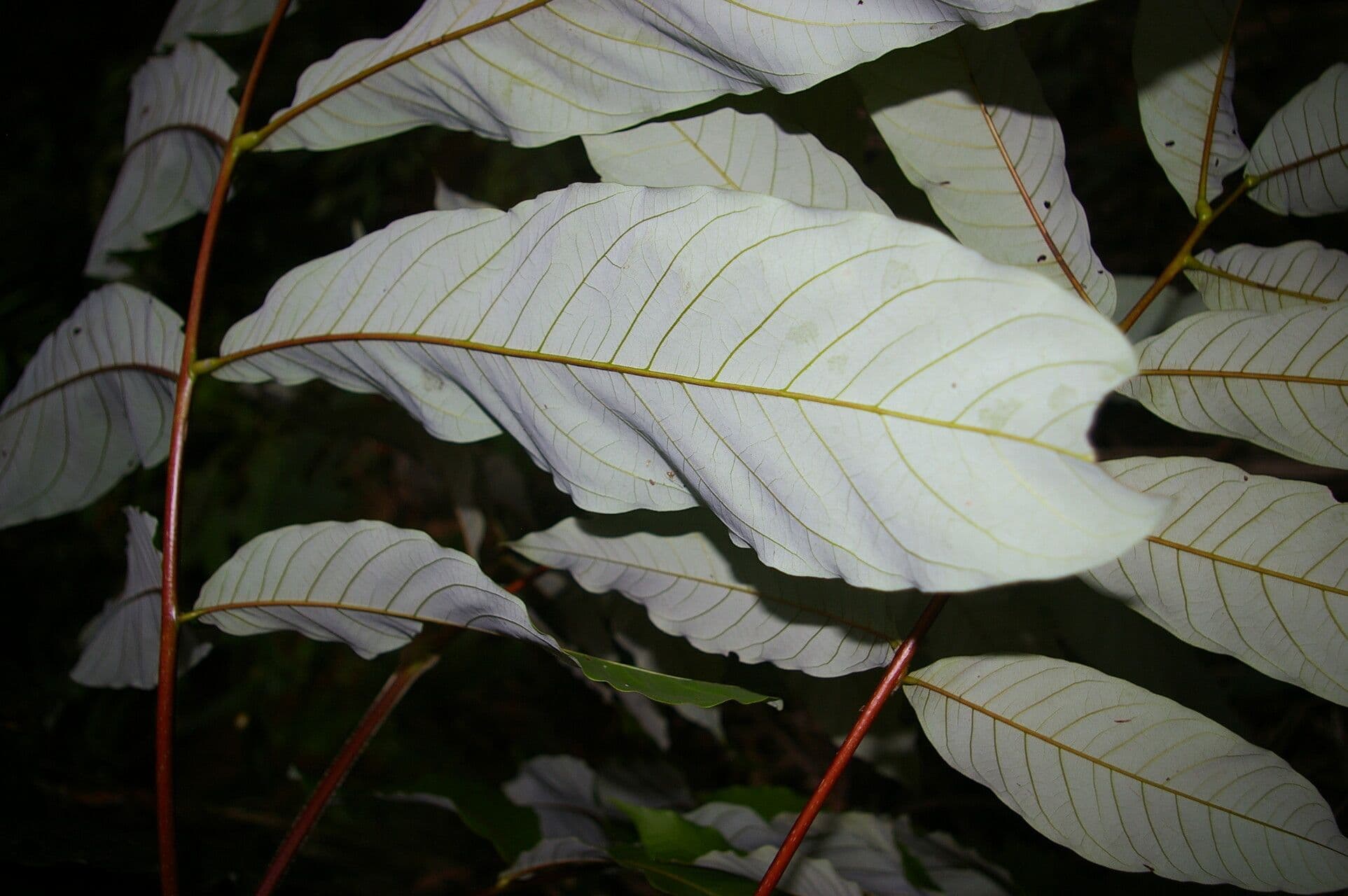 Oreomunnea 8