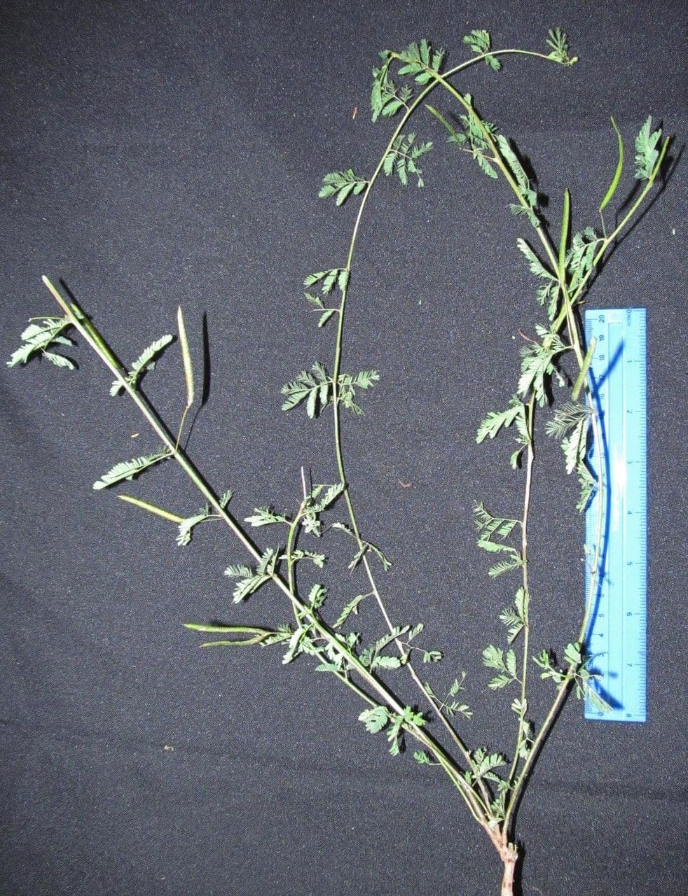 Bogen-Desmanthus 28