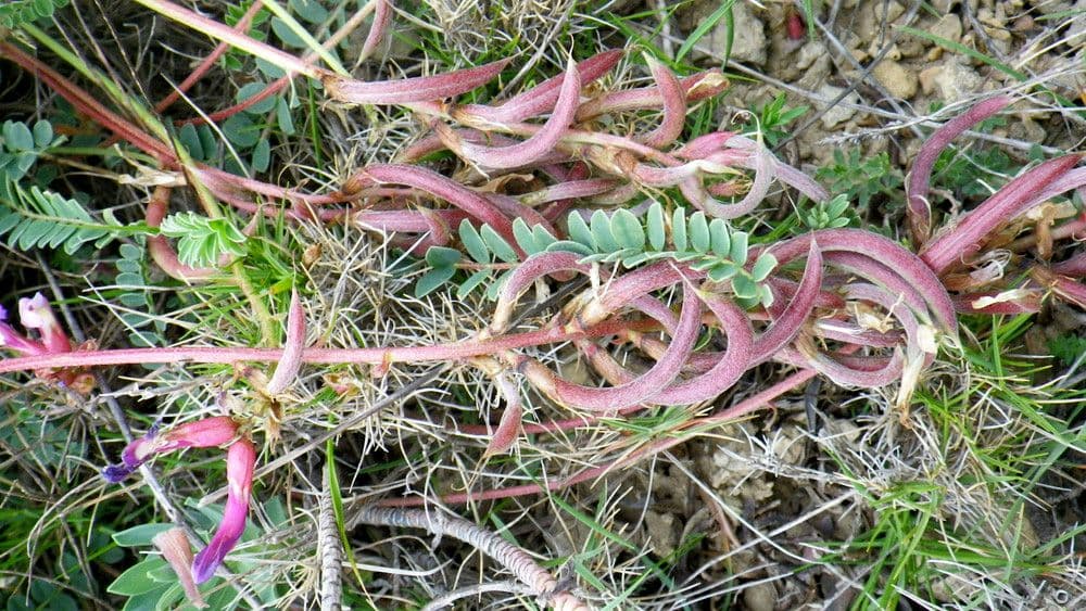 Französischer Tragant 29