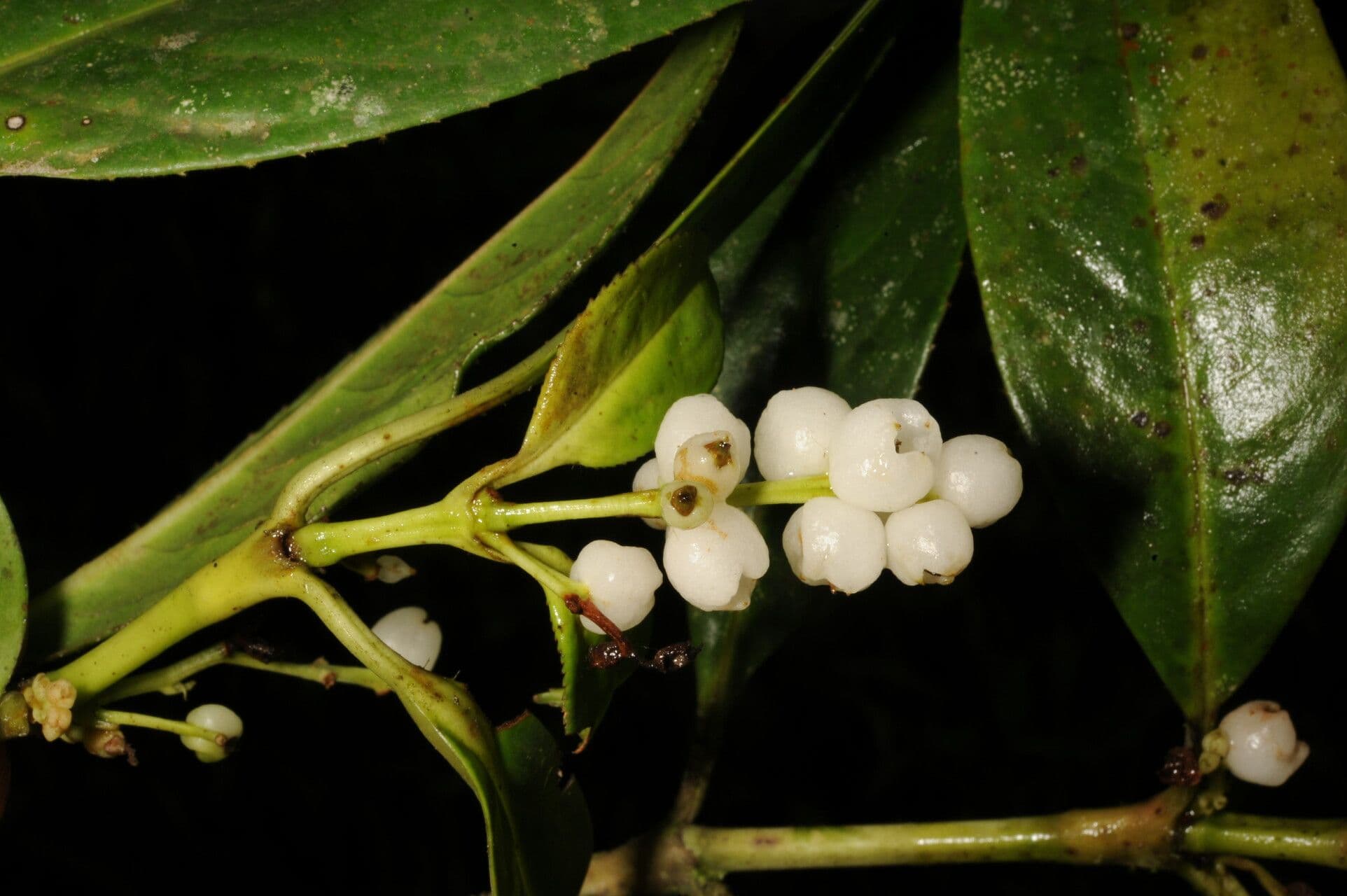 Bonpland-Hedyosmum 3