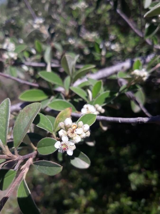 Cotonéaster cotoneaster 9