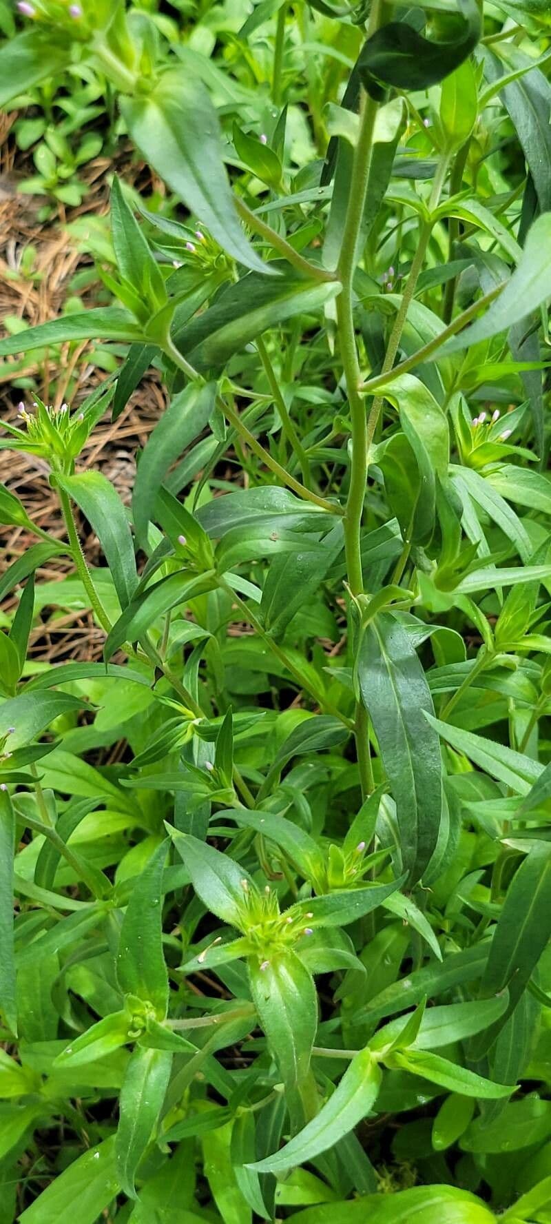 Collomia lineare 12