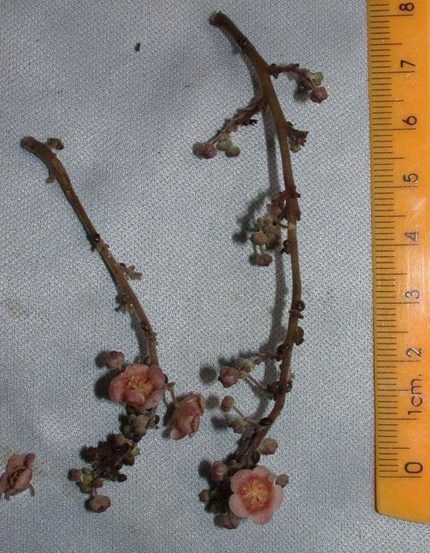 Fevillea cordifolia 19