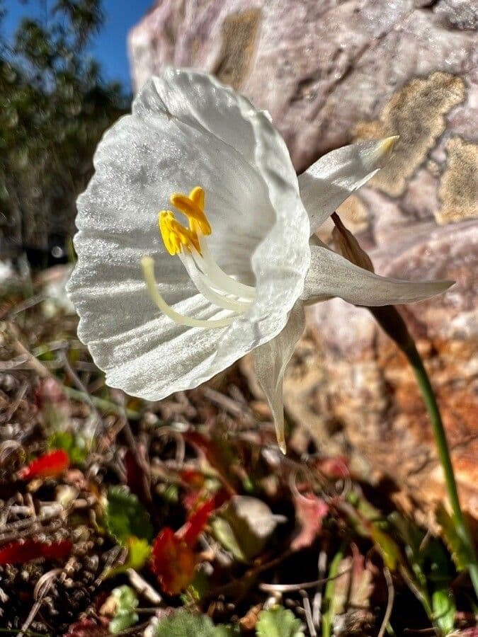 Kantabrischer Jonquil 5