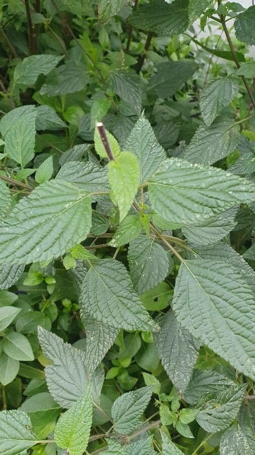 Salvia