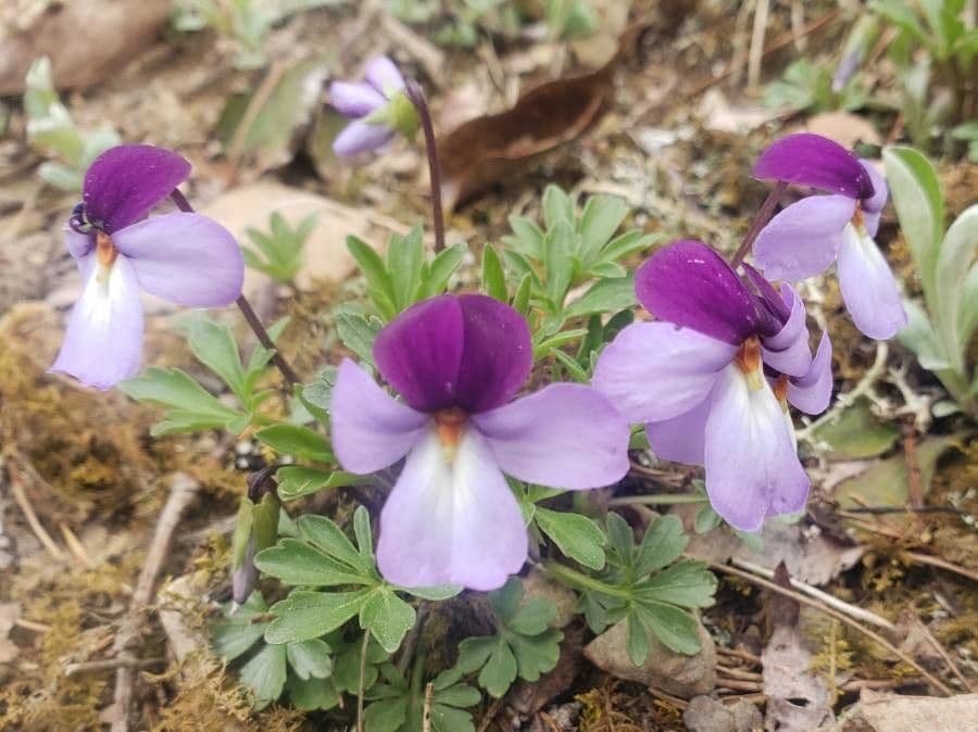 Viola pedata 5