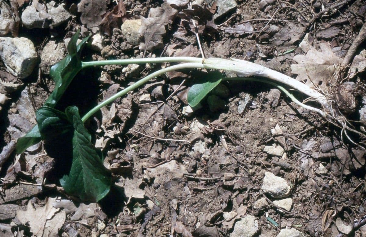 Cylindrical Calla 14