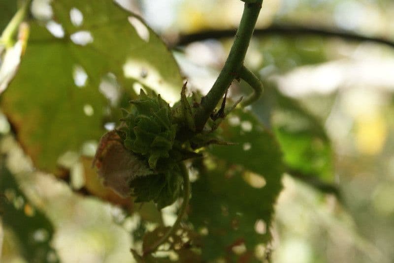 Dombeya 27