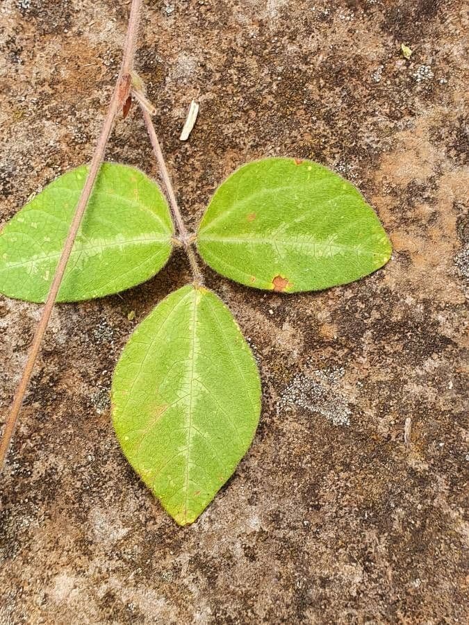 Rhynchosia 6