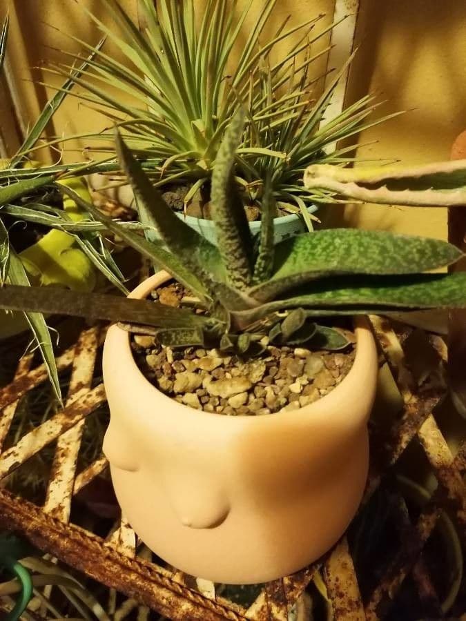 Gasteria 19