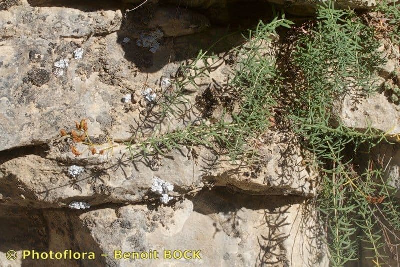 Hipérico de Coris 16