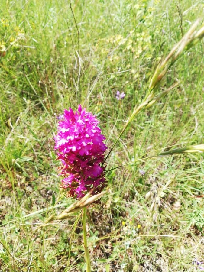 Orchis pyramidal 2