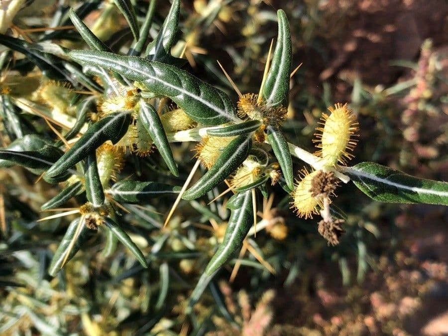 Lappola spinosa 20