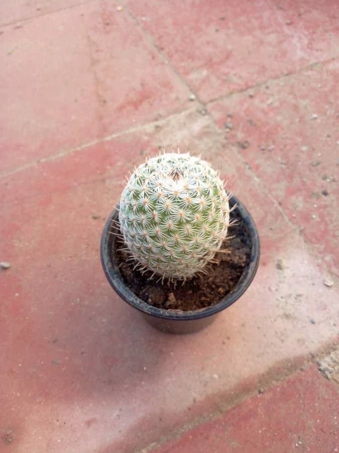 Kakteus lasiacantha 20
