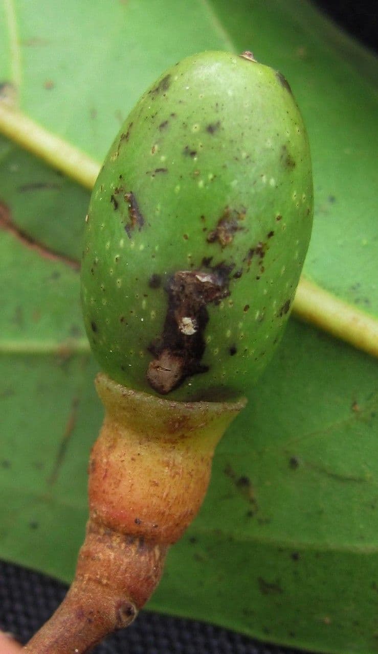 Ocotea 5