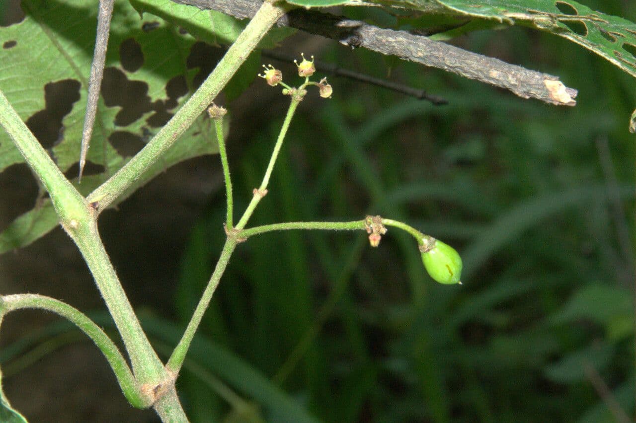 Cissus 4