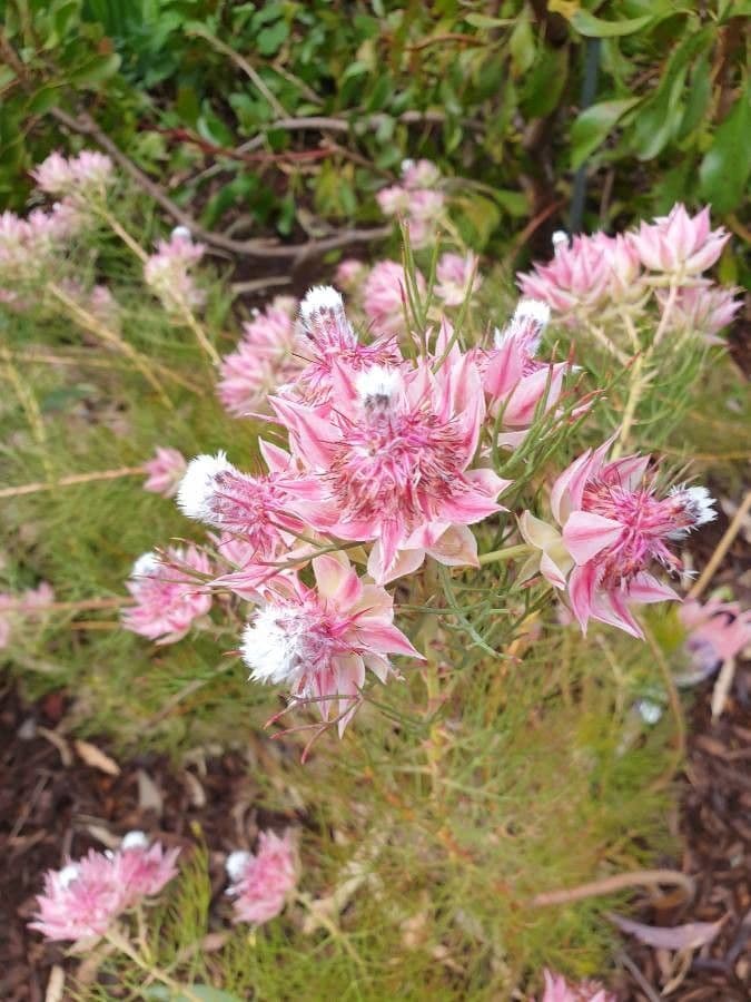 Serruria 3