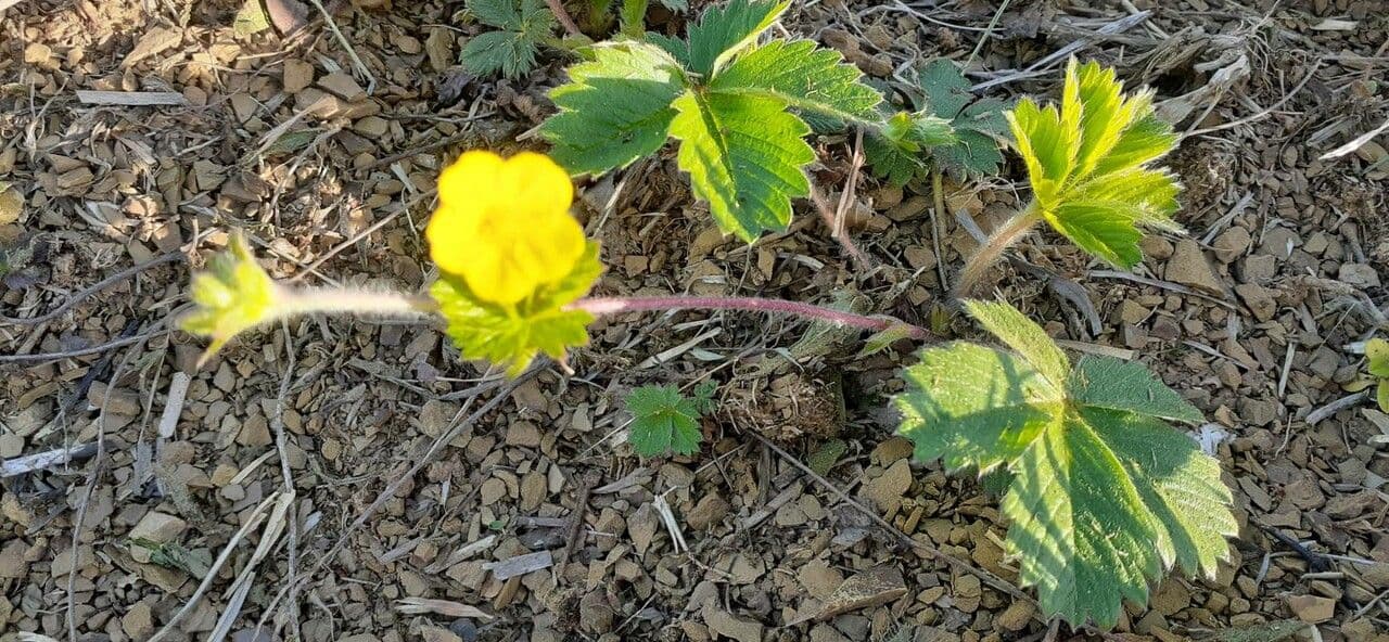 Potentilla simplex 14