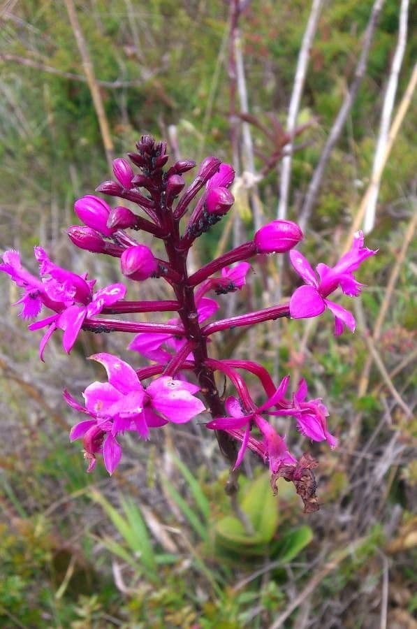 Epidendrum