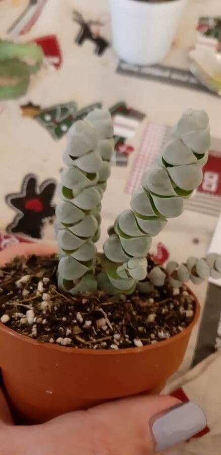 Crassula 5