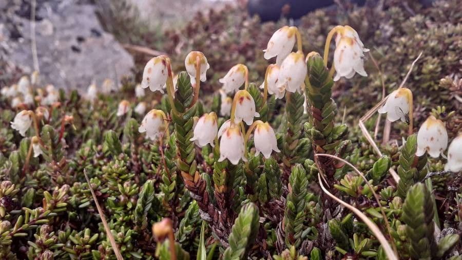 Harrimanella hypnoides 5