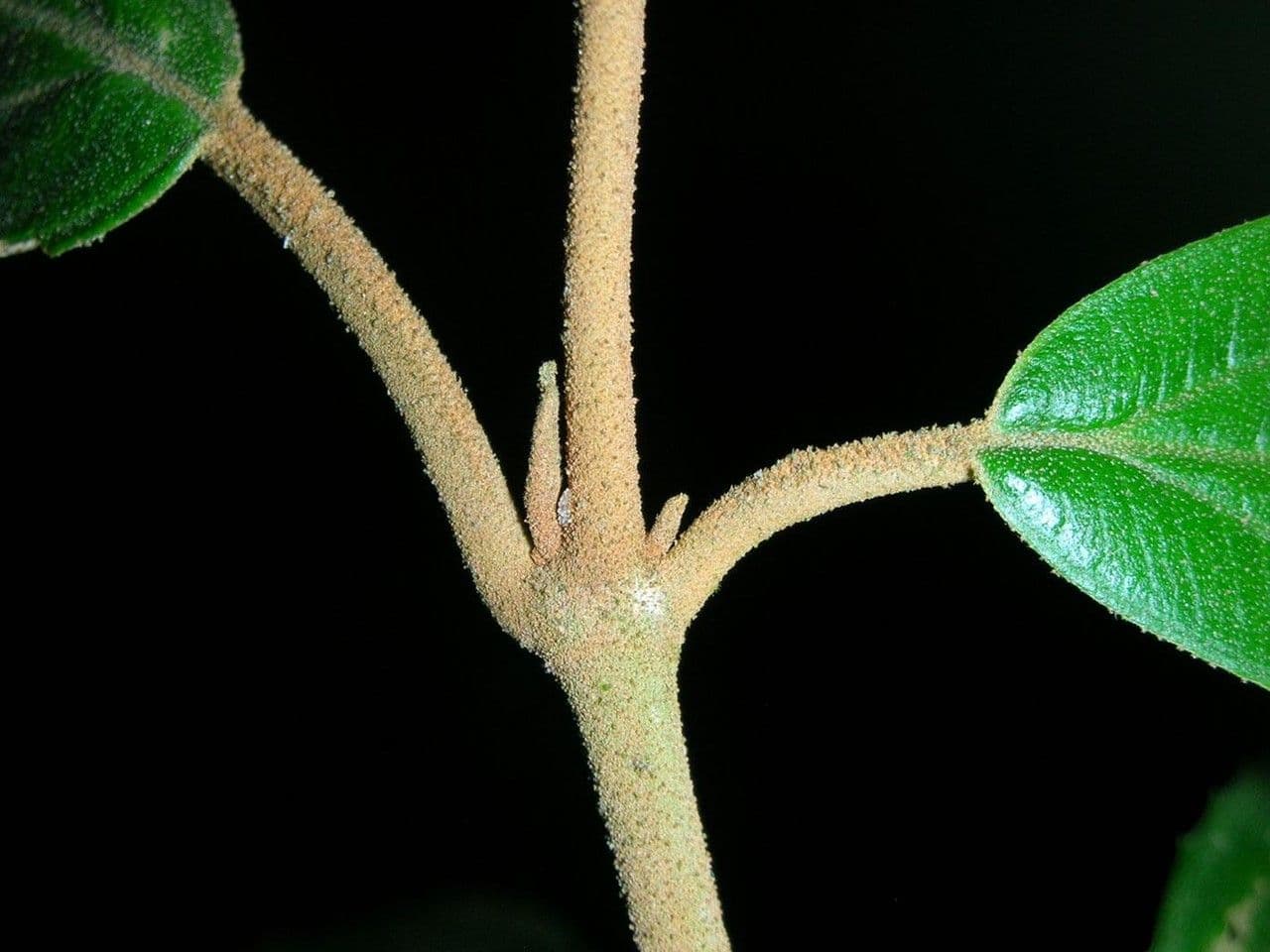 Miconia xalapská 18