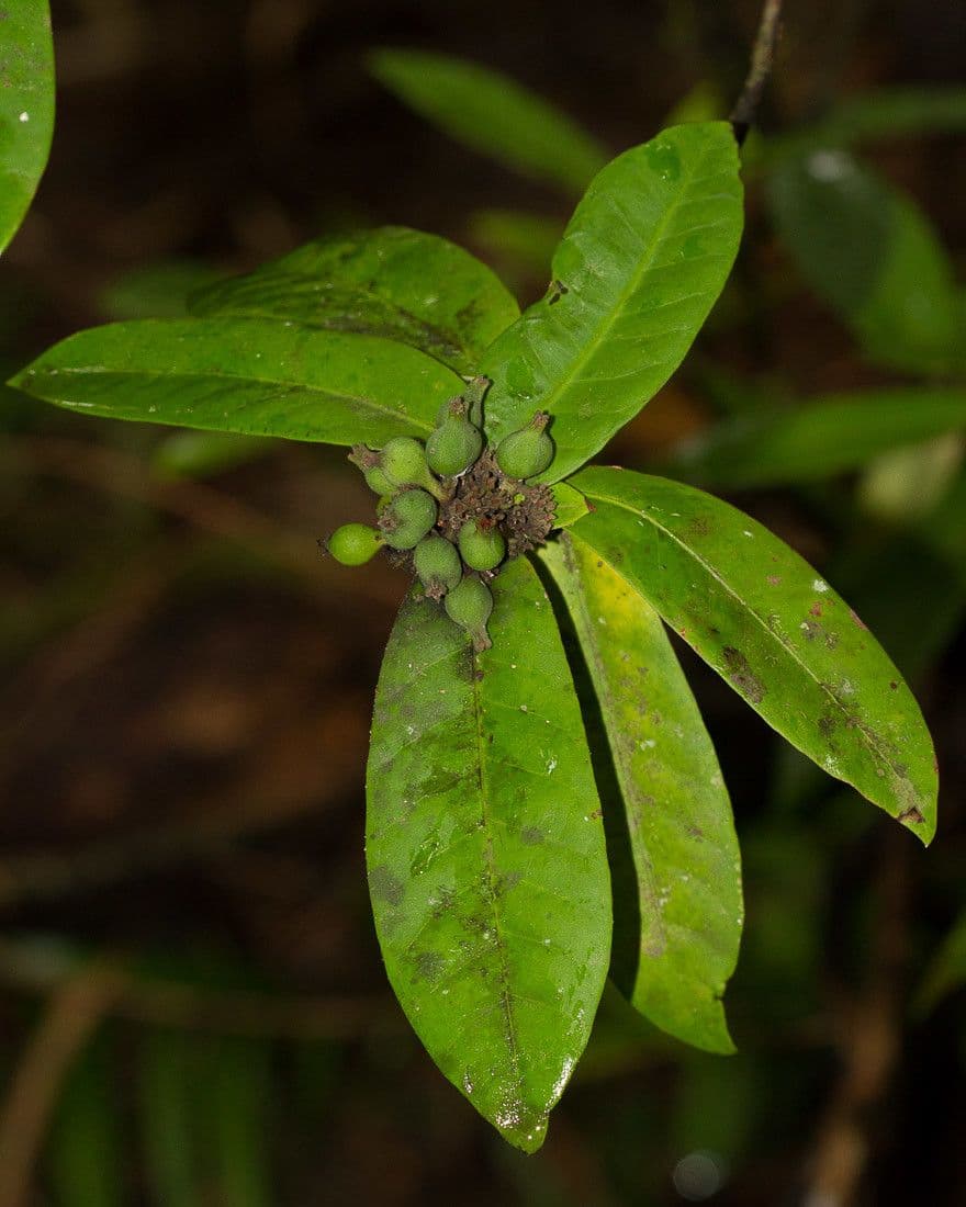 Ixora 3